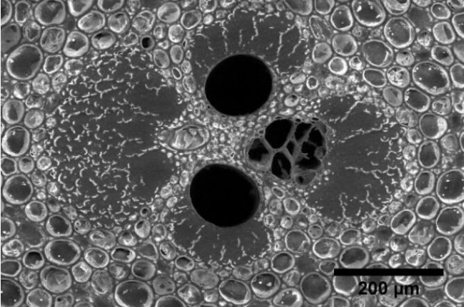 Nature_Bio_article_bamboo